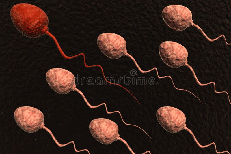 Sperm cells competing