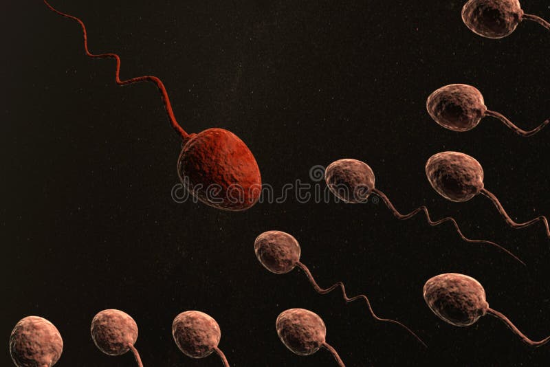 Sperm cells competing