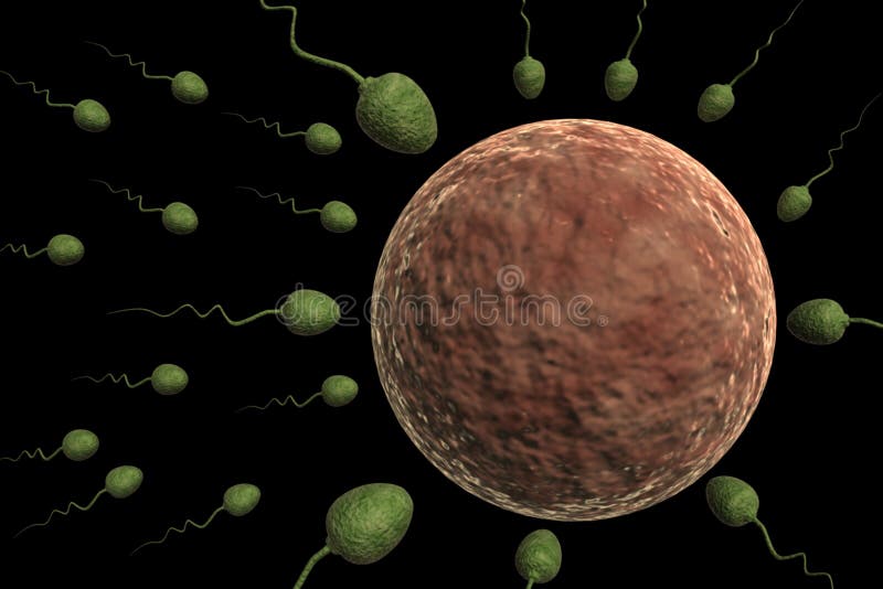 Sperm Cells and human egg