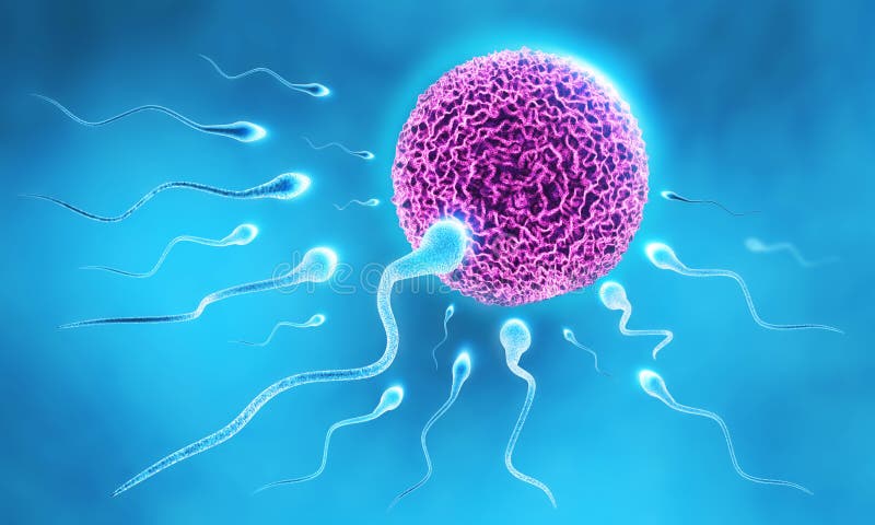 Sperm and Egg vector illustration Sperm and Egg vector illustration