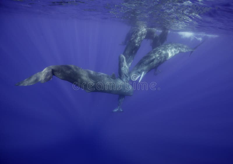 Sperm whale calves on the surface.