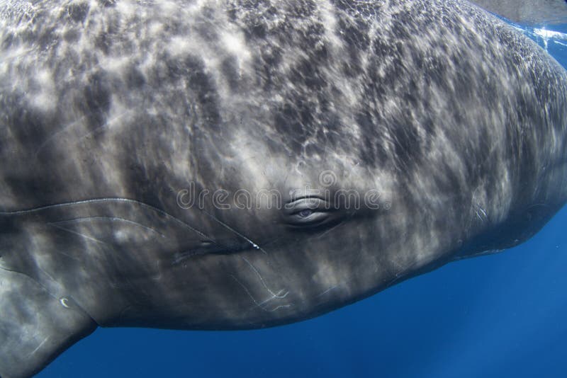 Sperm Whale, Physeter Macrocephalous Editorial Photo - Image of animal,  body: 204849731
