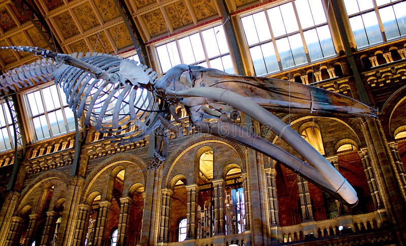 Sperm whale skeleton in Natural History Museum of London