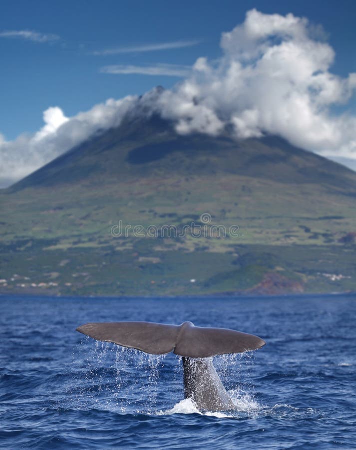 Sperm whale starts a deep dive in front of volcano Pico, Azores islands. Sperm whale starts a deep dive in front of volcano Pico, Azores islands