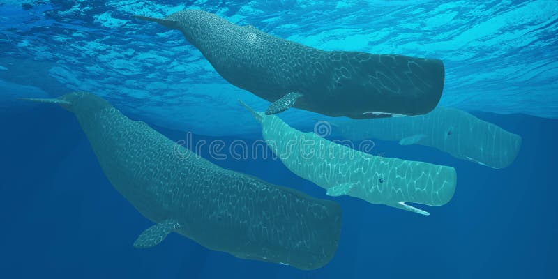 Sperm Whales royalty free illustration Sperm Whales royalty free illustration