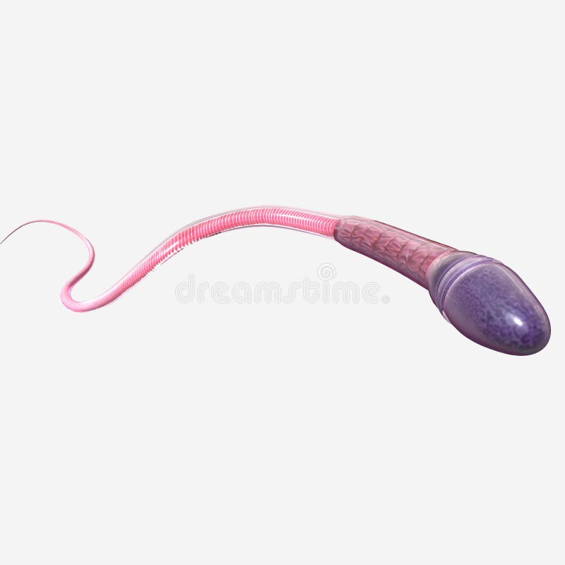 sperma royaltyfri fotografi sperma royaltyfri fotografi