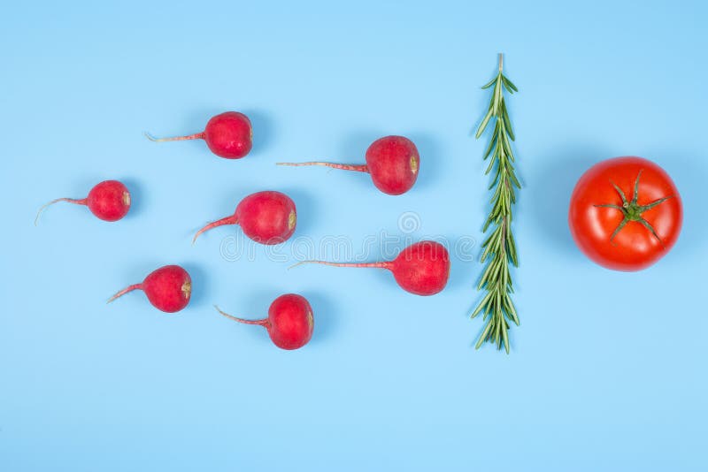 Spermatozoon swimming toward the egg isolated on blue background. Human Sperm, crimson red radish, rosemary and red tomato vegetable isolated. New life conception