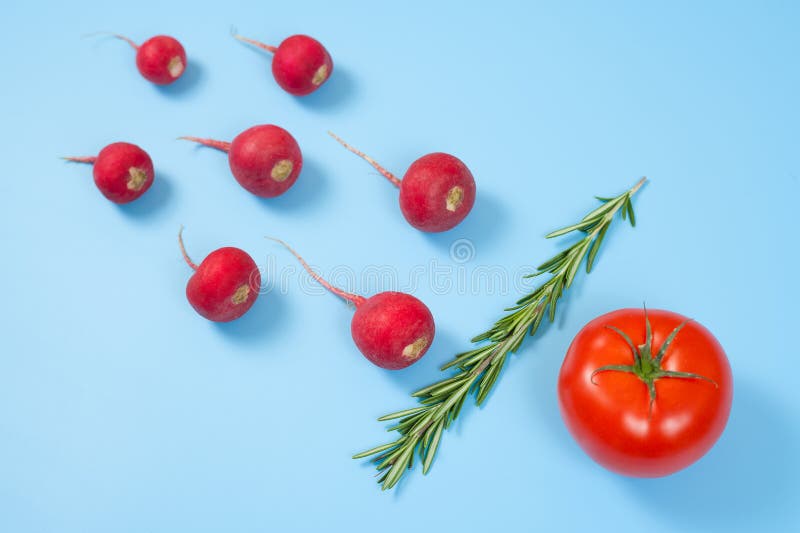 Spermatozoon swimming toward the egg isolated on blue background. Human Sperm, crimson red radish, rosemary and red tomato vegetable isolated. New life conception