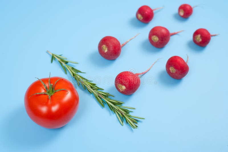 Spermatozoon swimming toward the egg isolated on blue background. Human Sperm, crimson red radish, rosemary and red tomato vegetable isolated. New life conception