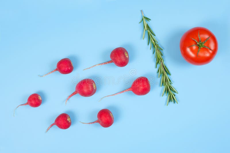 Spermatozoon swimming toward the egg isolated on blue background. Human Sperm, crimson red radish, rosemary and red tomato vegetable isolated. New life conception