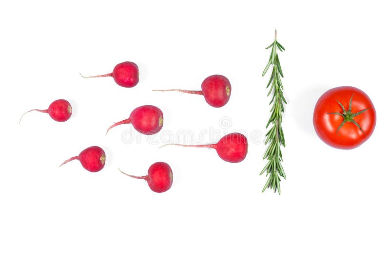 Spermatozoon swimming toward the egg isolated on white background. Human Sperm, crimson red radish, rosemary and red tomato vegetable isolated. New life conception