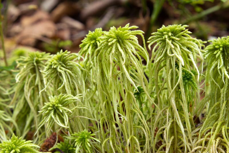 sphagnum moss download sphagnum moss download