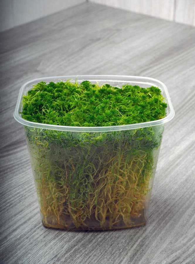 Sphagnum Capillifolium, Acuteleaved Peat Moss Stock Photo Image of