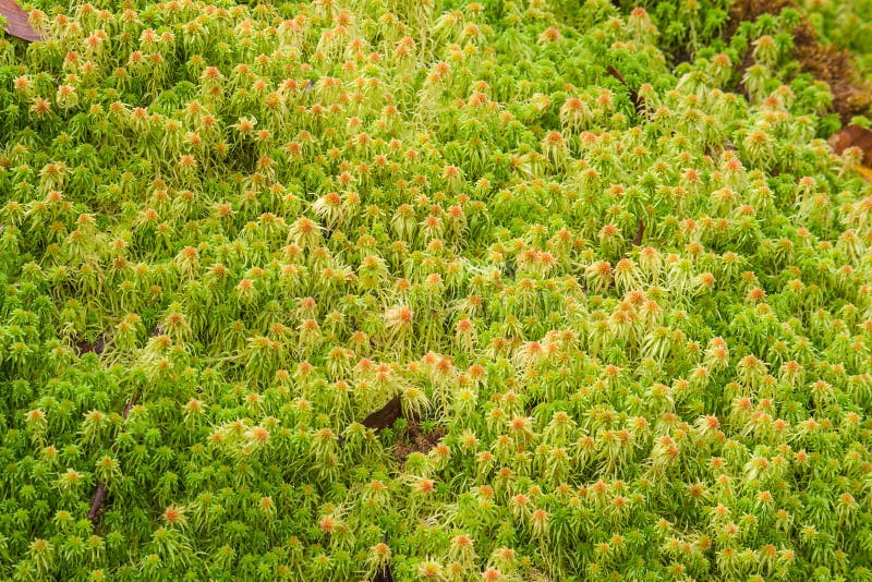 download sphagnum moss for free download sphagnum moss for free