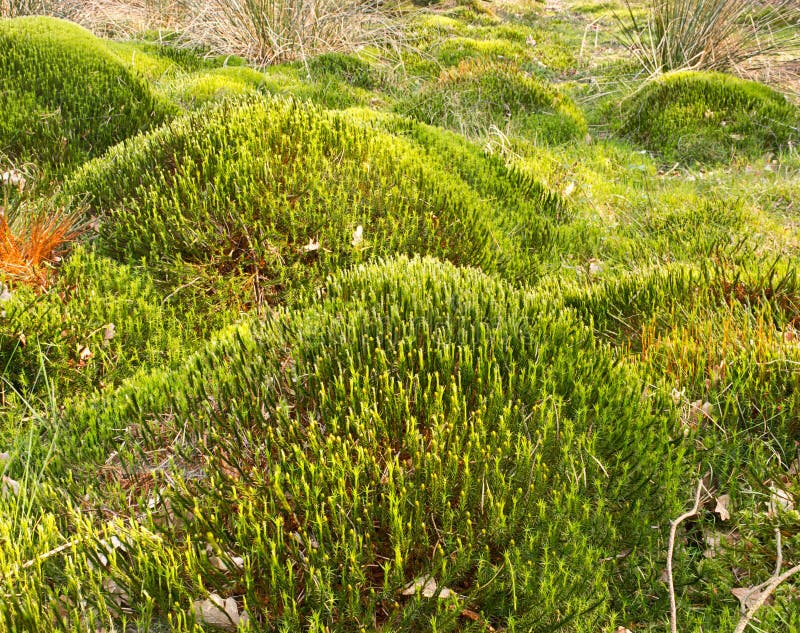 download peat moss for free download peat moss for free