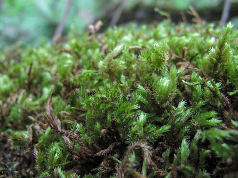 Green Sphagnum Moss Close Up With Blurred Background Stock Photo