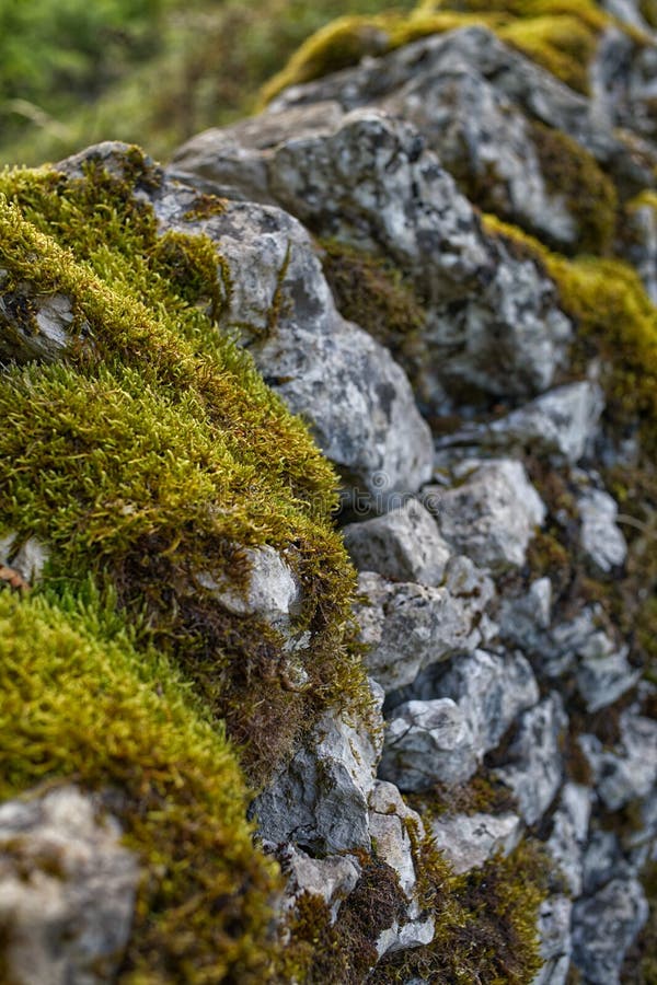 650,900+ Peat Moss For Plants Stock Photos, Pictures & Royalty