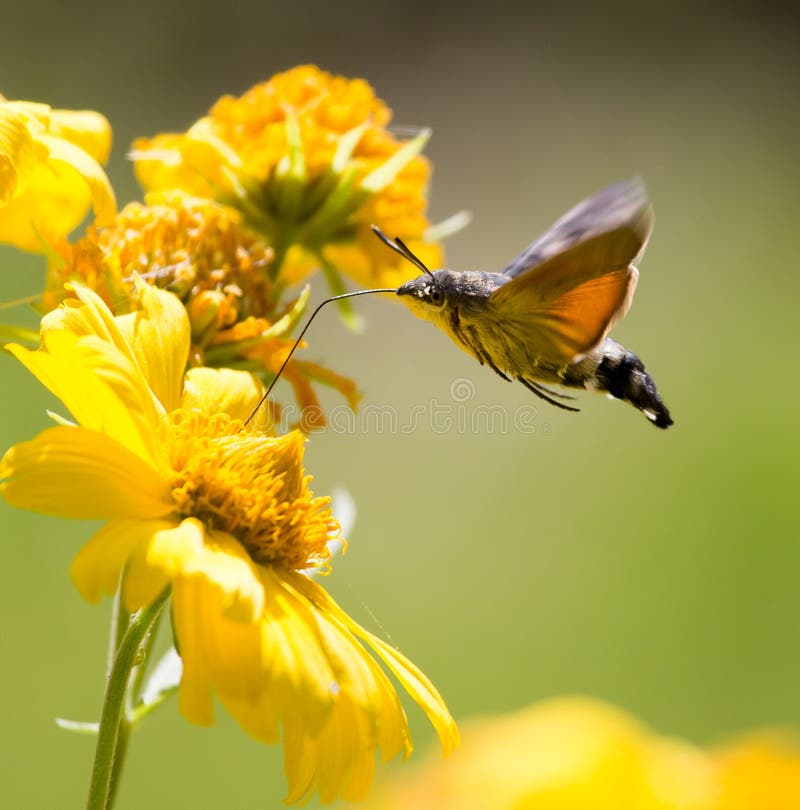 Sphingidae, known as bee Hawk-moth, enjoying the nectar of a yellow flower. Hummingbird moth. Calibri moth. Sphingidae, known as bee Hawk-moth, enjoying the nectar of a yellow flower. Hummingbird moth. Calibri moth.