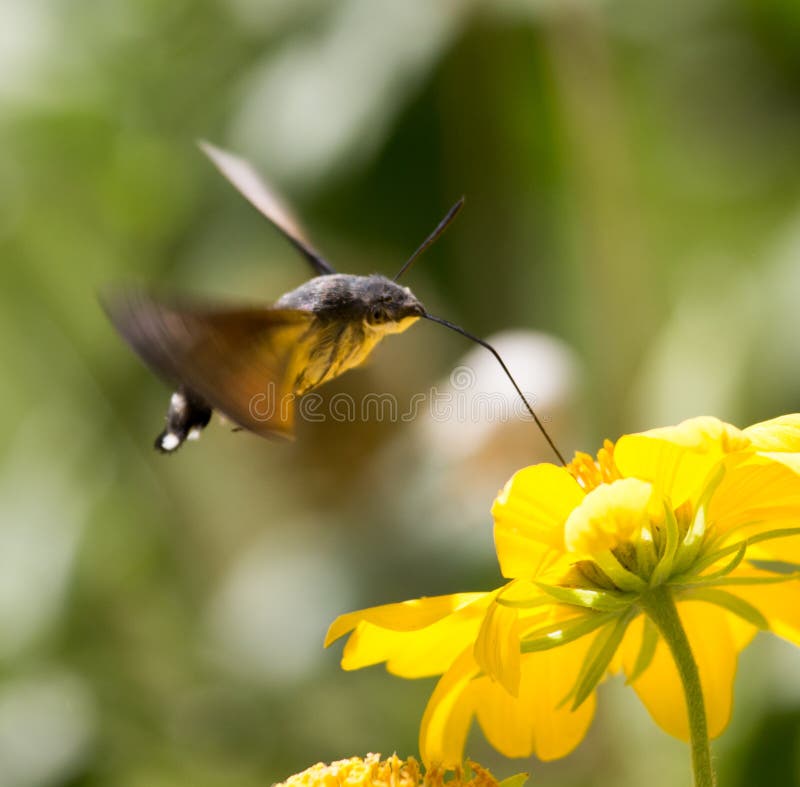 Sphingidae, known as bee Hawk-moth, enjoying the nectar of a yellow flower. Hummingbird moth. Calibri moth. . Sphingidae, known as bee Hawk-moth, enjoying the nectar of a yellow flower. Hummingbird moth. Calibri moth. .