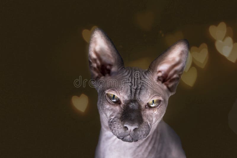 Sphinx A L Interieur Un Chat Triste Il Pleure Avec Une Larme A Ses Coeurs D Or D Oeil Chez Le Chat Chauve De Chat Chauve De Fond Image Stock Image Du Pets Orientation