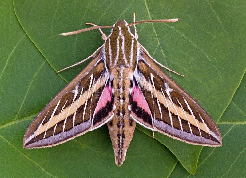 This family of moths are more commonly know as Hawk Moths. The White-lined Sphinx is a large moth with a 6.2 - 9.0 cm wingspan. This family of moths are more commonly know as Hawk Moths. The White-lined Sphinx is a large moth with a 6.2 - 9.0 cm wingspan.