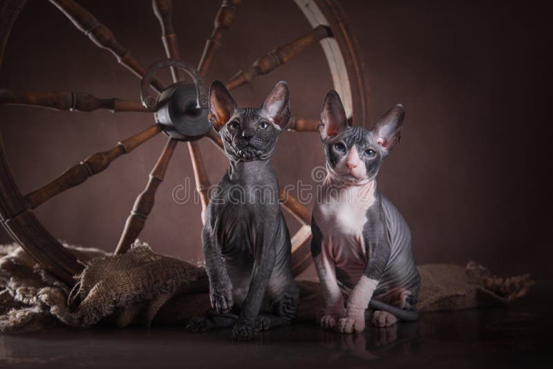 Download Sphinx De Chat De Kitty, Chauve Nu Image stock - Image du chaton, félin: 45352089