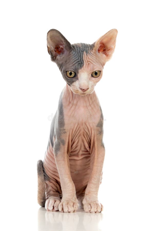 Sphinx-katt arkivfoto. Bild medf8ort, katt, husdjur - 165103938