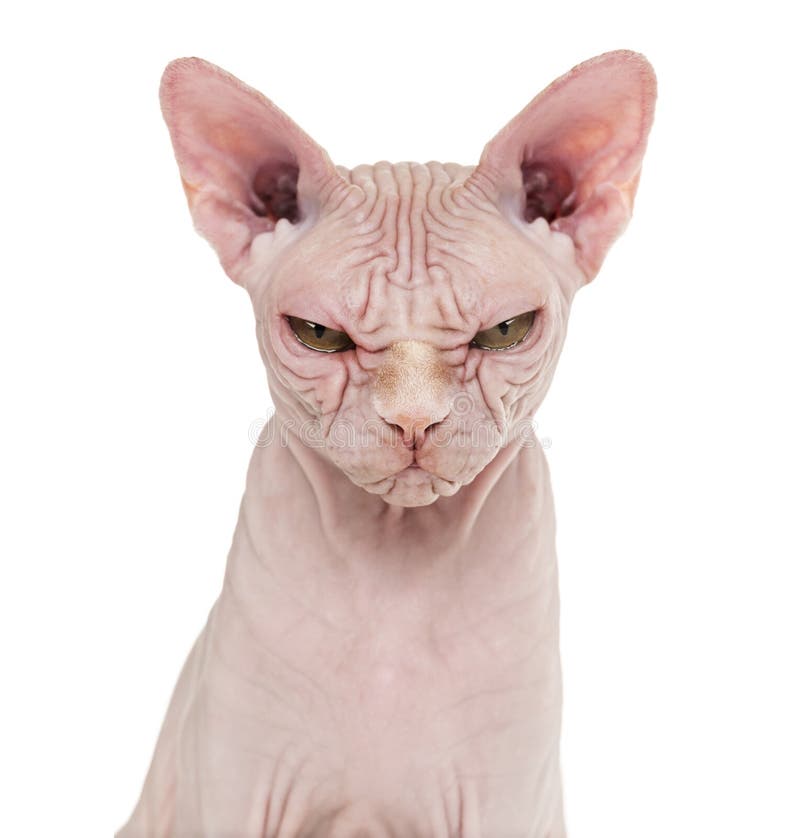 Sphynx Hairless Cat, 4 years old, against white background isolated on white. Sphynx Hairless Cat, 4 years old, against white background isolated on white