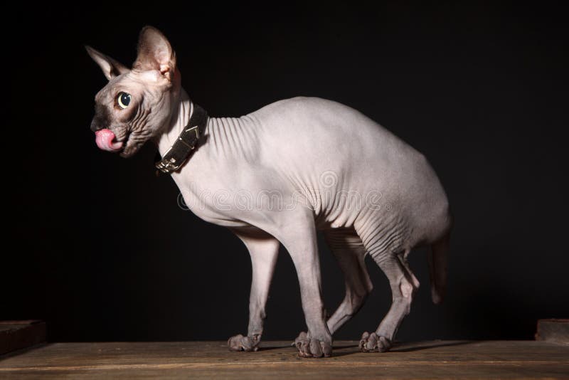 are sphynx cats nocturnal are sphynx cats nocturnal
