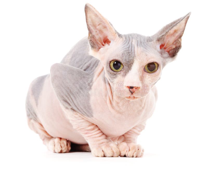 Sphynx cat stock image. Image of cute, donsphinx, litter 18824083