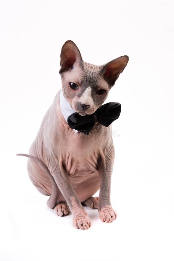Sphynx Cat with Collar on White Background Stock Image Image of eyed