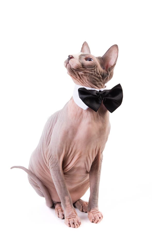 Sphynx Cat In Bowtie Collar Stock Image Image of studio, hairless