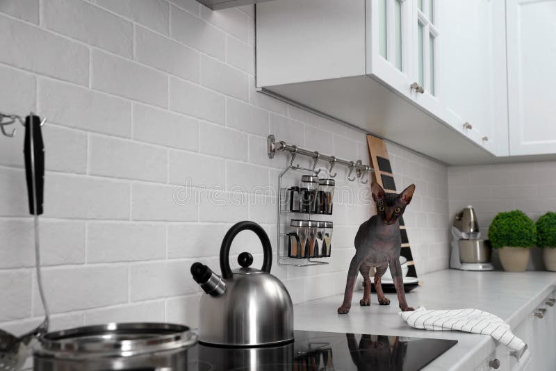 Sphynx Cat on Kitchen Countertop at Home Stock Photo Image of cute