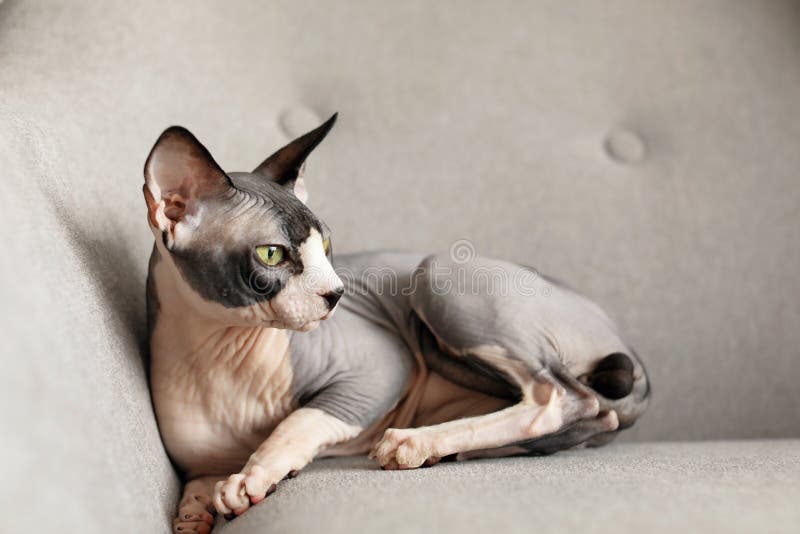 Sphynx cat resting on bed stock photo. Image of rest 136582120