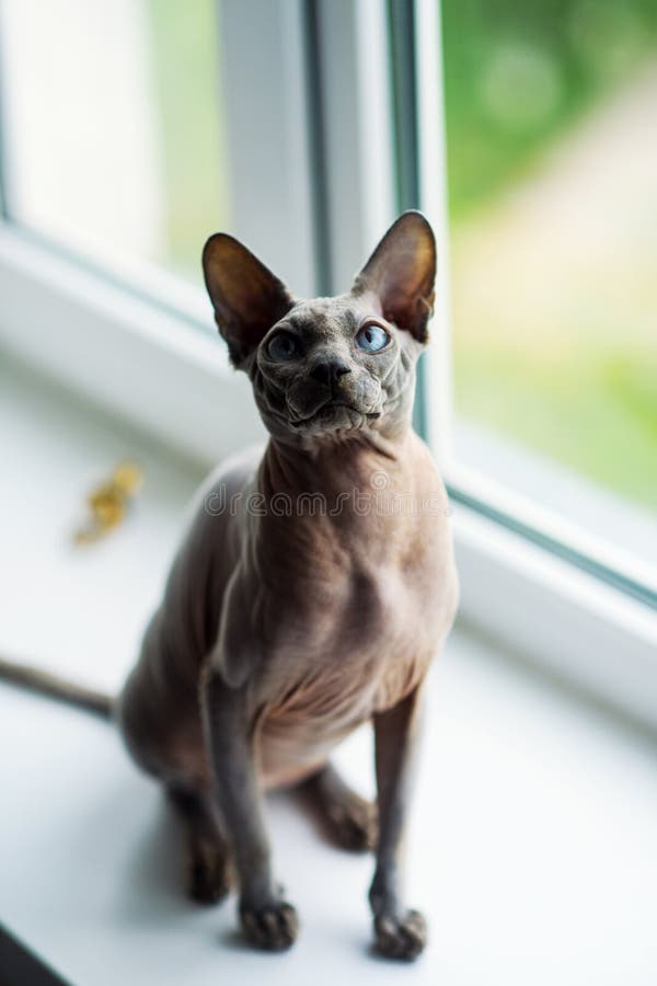 Sphynx cat stock image. Image of front, shot, bald, pedigreed - 156062441