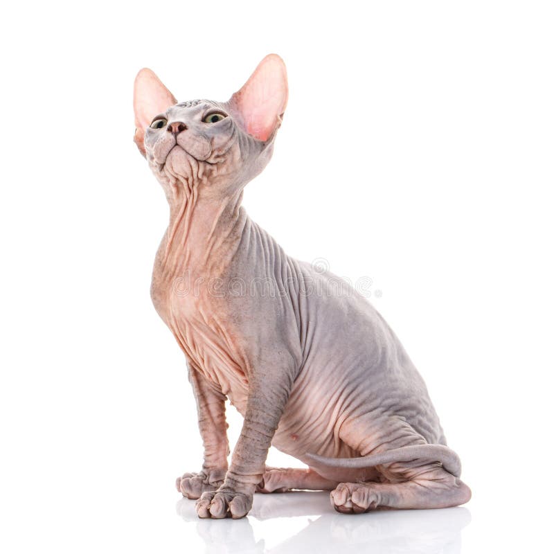 Bald Sphynx Kitten On A White Stock Photo Image Of Breed Purebred