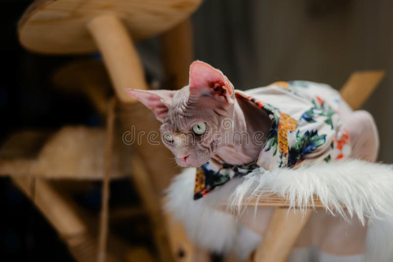 Sphynx Hairless Cat in Clothes Sit on Tree Hold Red Rose, Look at