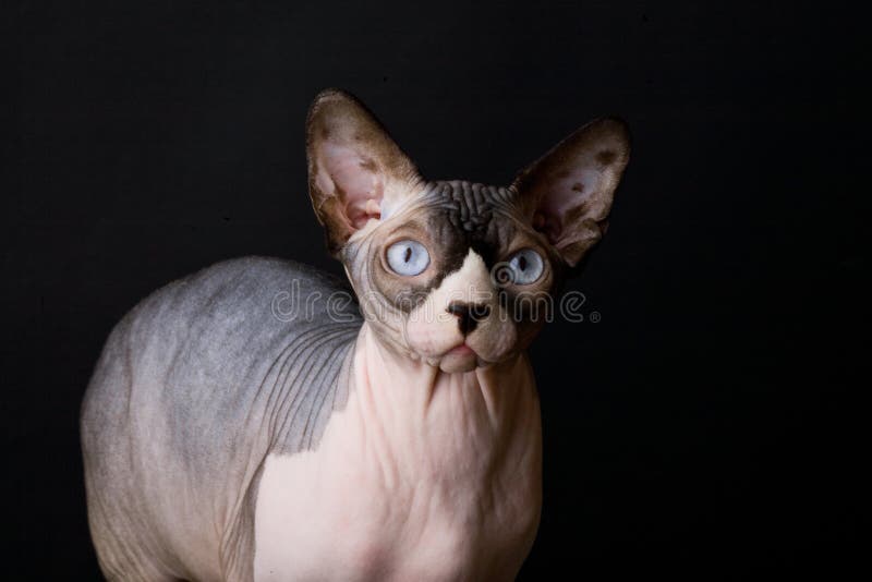 Jetzt auf quoka kostenlos inserieren oder regionale angebote finden. Sphynx Ägyptische Katze - Sphynx-Katze. Kahle Katze. Ägyptische Katze Stockbild ...