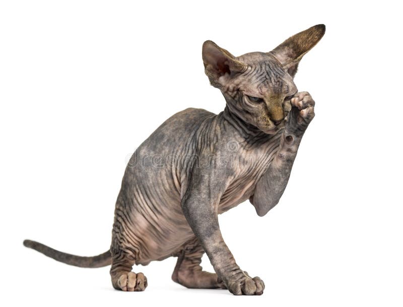 Sphynx Kitten Cleaning Himself on Hind Legs Stock Photo Image of