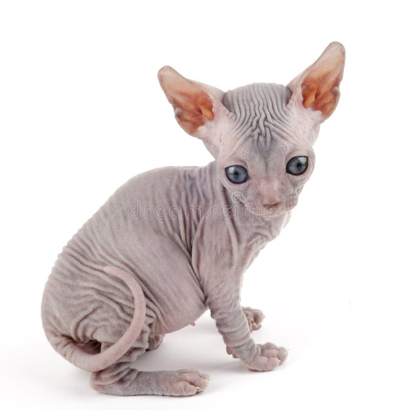  Sphynx  kitten stock image Image of feline pedigreed 