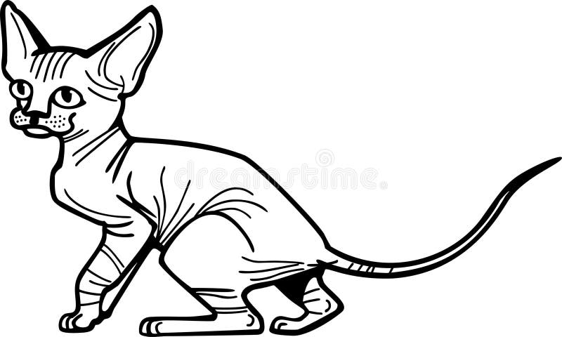 Sphynx Kitten stock vector. Illustration of white, vector - 66439435