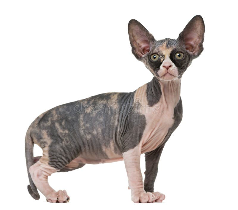 Sphynx cat standing stock photo. Image of looking, full 21061832