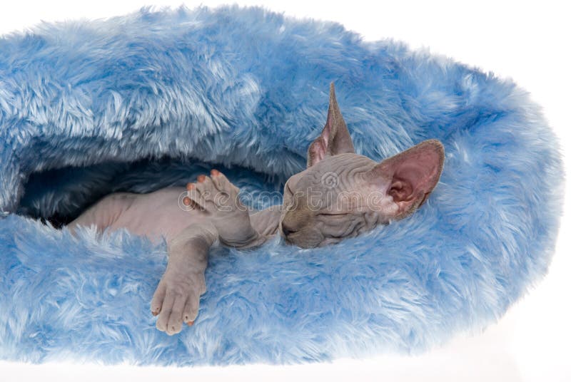 sphynx спать кровати голубое безволосое стоковая фотография rf sphynx спать кровати голубое безволосое стоковая фотография rf