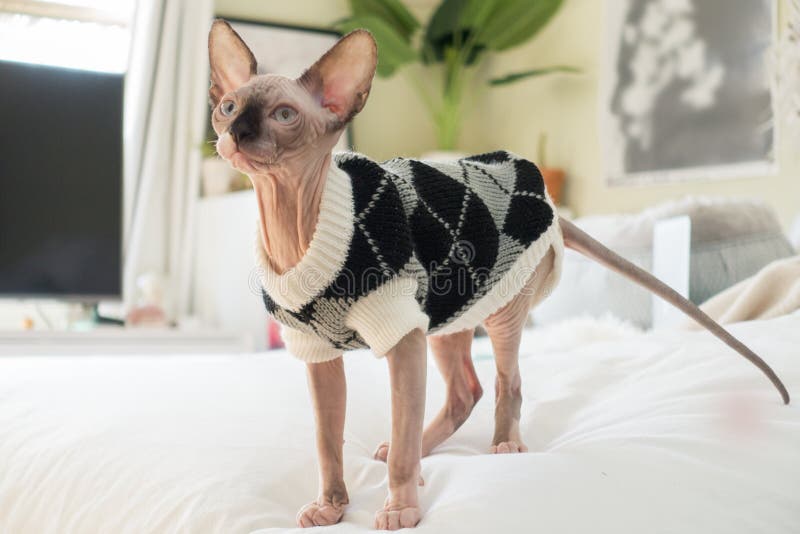 Sphynxkatje die sweater dragen royalty-vrije stock afbeelding Sphynxkatje die sweater dragen royalty-vrije stock afbeelding