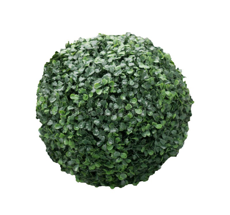 Sphère verte de buisson d'isolement sur la photo blanche de fond image libre de droits Sphère verte de buisson d'isolement sur la photo blanche de fond image libre de droits