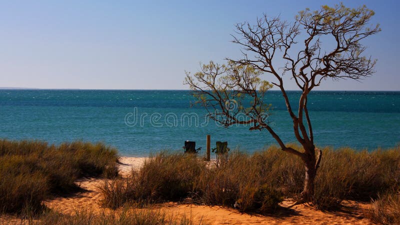 Spiaggia con l'albero fotografie stock Spiaggia con l'albero fotografie stock