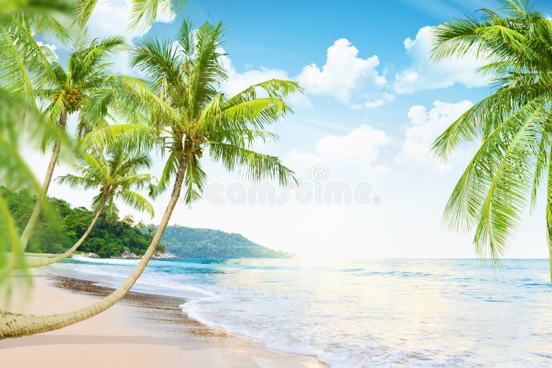 Spiaggia con le palme