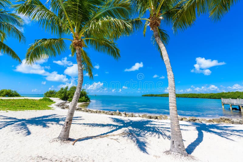 Spiaggia Con Le Palme Sulle Chiavi Di Florida Maratona Florida U S a spiaggia-con-le-palme-sulle-chiavi-di-florida-maratona-florida-u-s-a