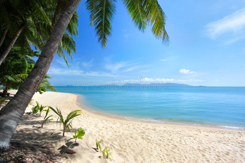 Spiaggia di sabbia bianca sola, palme verdi, mare blu, cielo soleggiato luminoso, fondo bianco delle nuvole