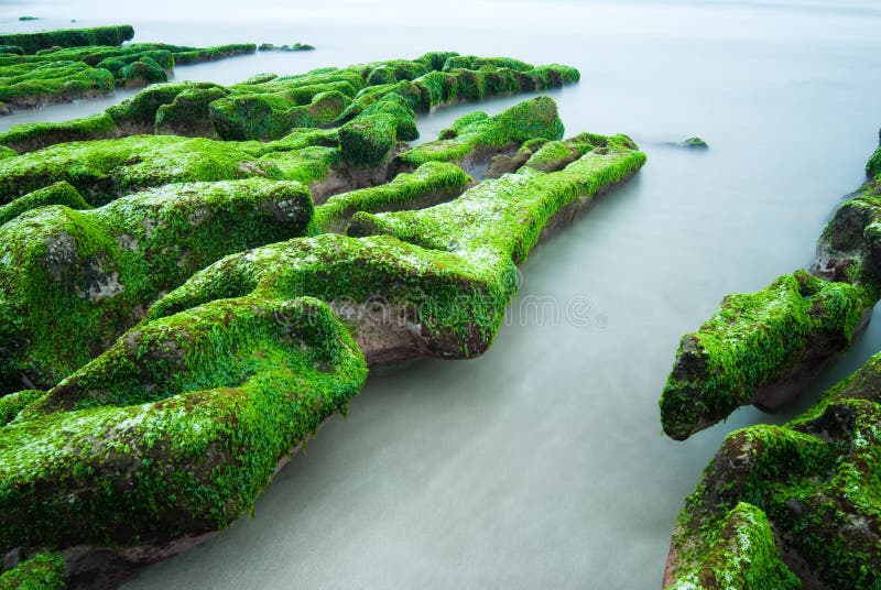 Spiaggia rocciosa verde